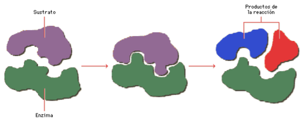 ¿Que son las enzimas?