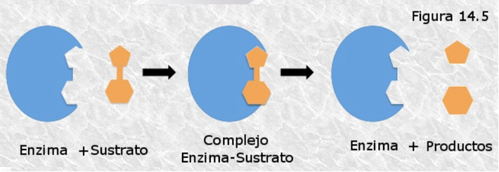 ¿Qué pasa cuando hay deficiencia de una enzima?